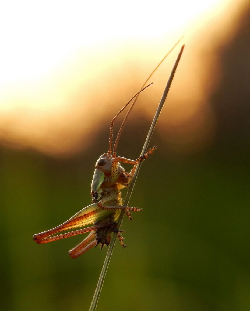 DSCN2148-crop2
