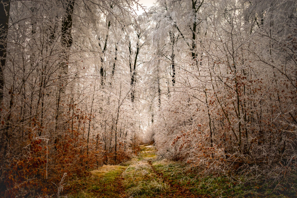 DSC_1199-2-1